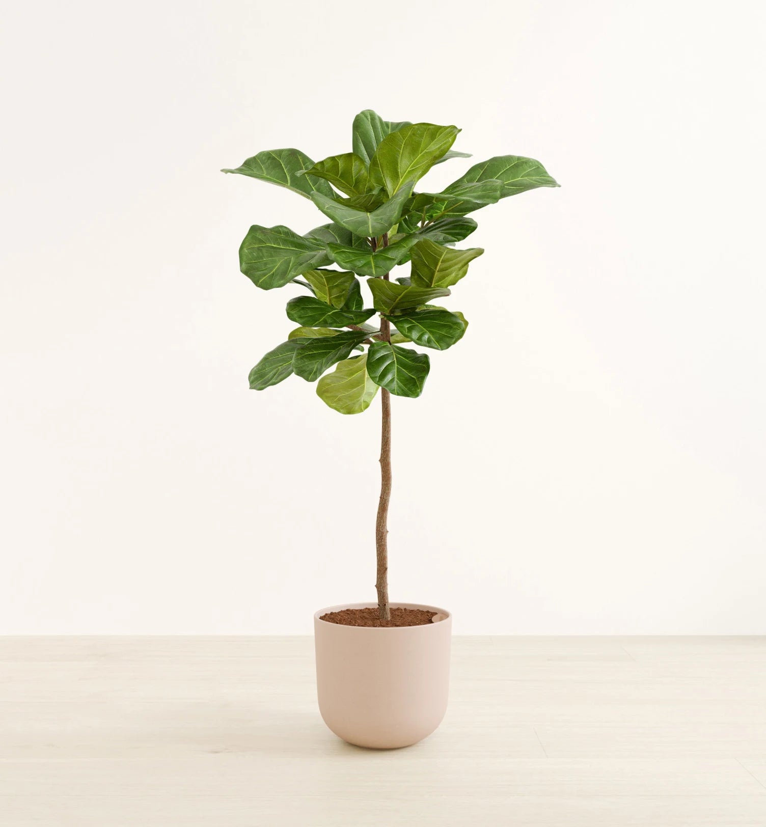 fiddle leaf fig en espanol Fiddle Leaf Fig Tree – Botanist