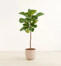 Fiddle Leaf Fig Tree