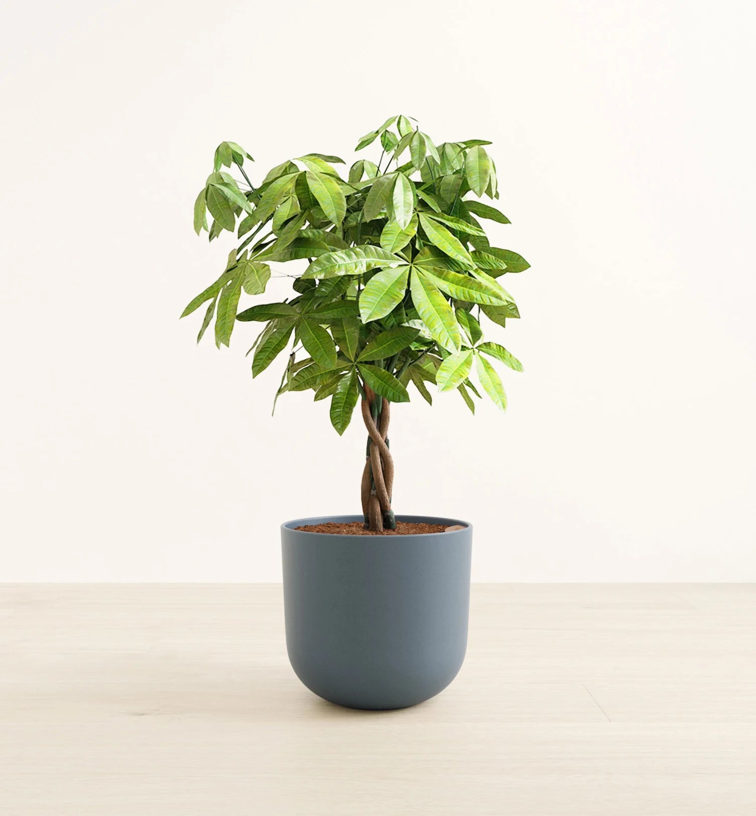 money tree albo Money Tree – Botanist