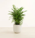 Parlor Palm