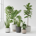 house plants for a subscription service